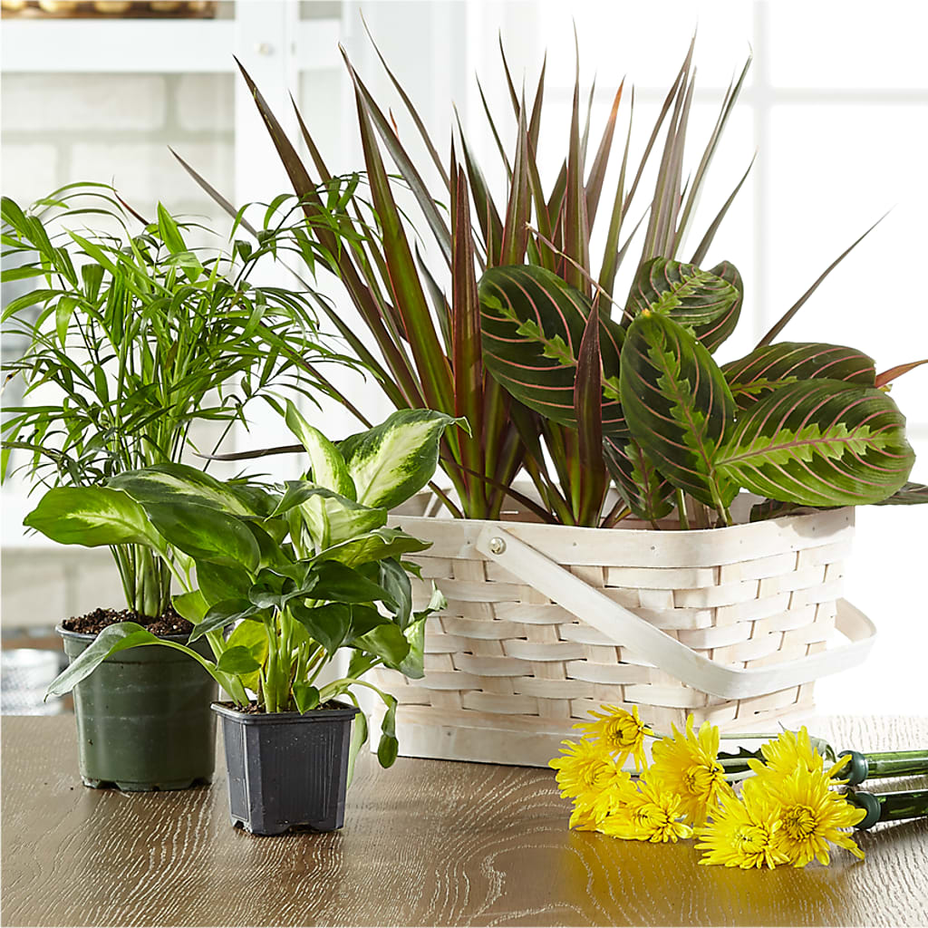 Florist Designed Blooming and Green Plants in a Basket – ANDREW'S FLOWERS, Beaverton OR
