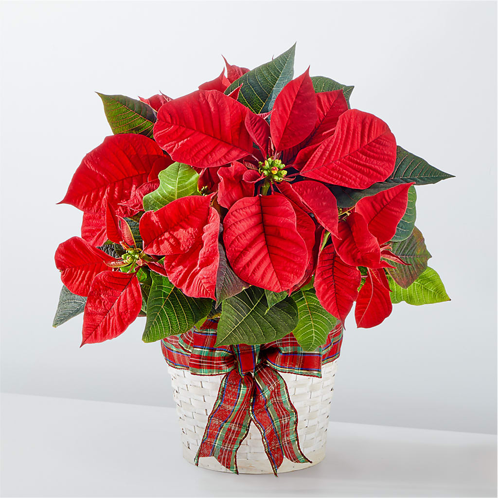 Happiest Holidays Poinsettia – ANDREW'S FLOWERS, Beaverton OR