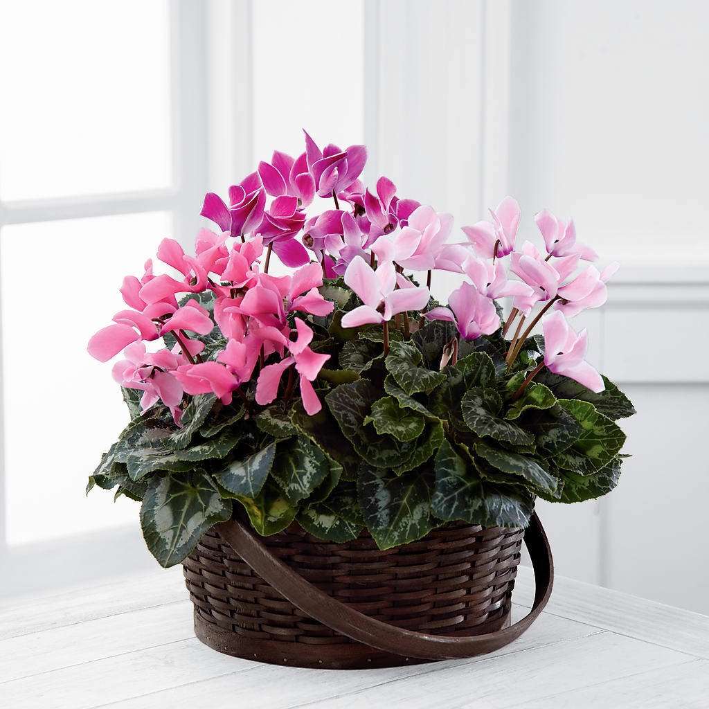 Mixed Cyclamen Planter – ANDREW'S FLOWERS, Beaverton OR