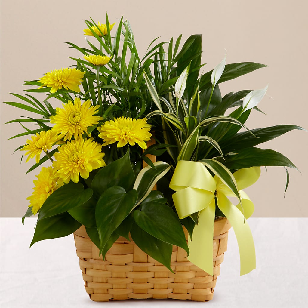 Loving Light Dishgarden – ANDREW'S FLOWERS, Beaverton OR