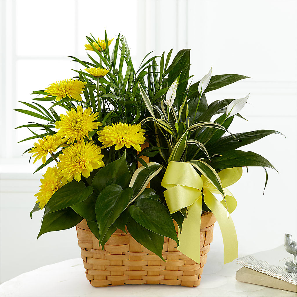 Loving Light Dishgarden – ANDREW'S FLOWERS, Beaverton OR