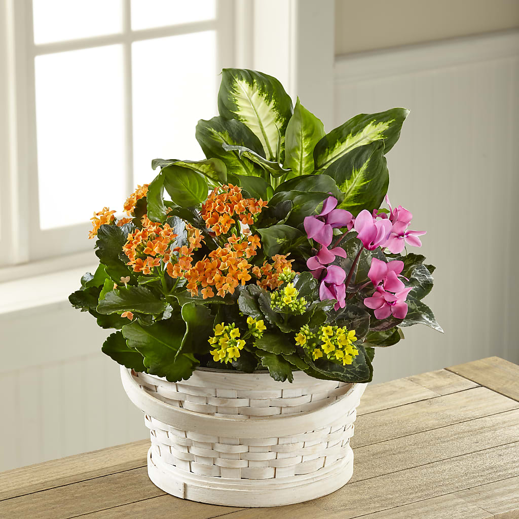 Color Crush Dishgarden – ANDREW'S FLOWERS, Beaverton OR