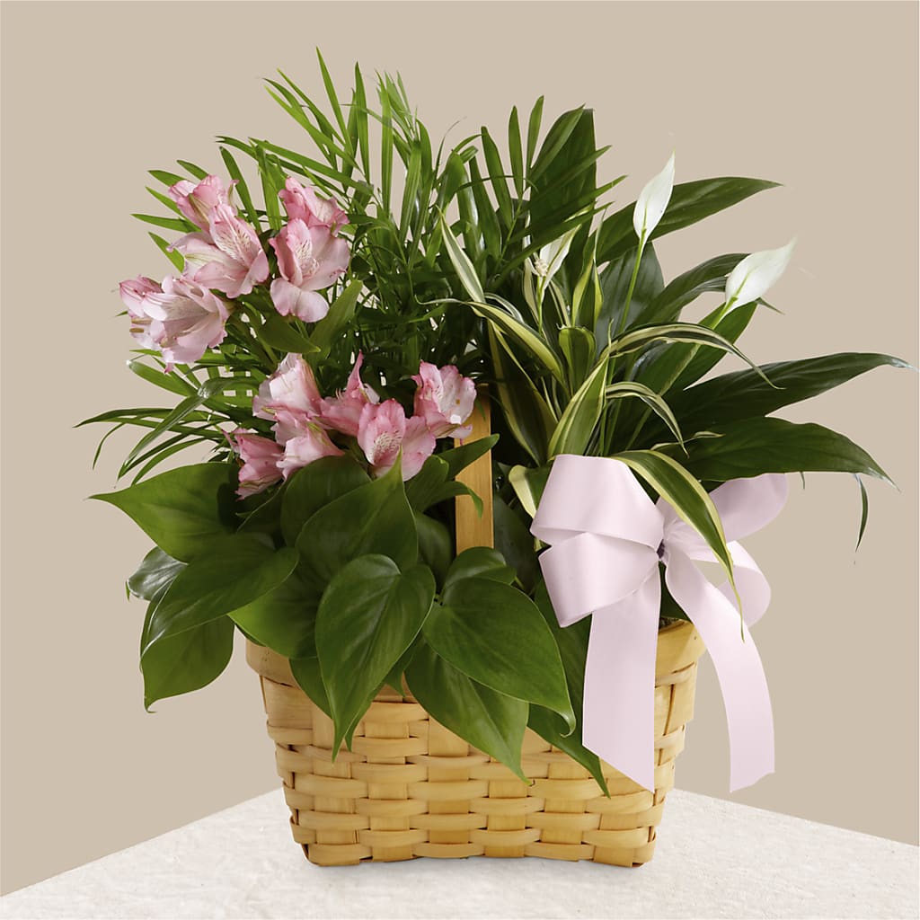 Living Spirit Dishgarden – ANDREW'S FLOWERS, Beaverton OR
