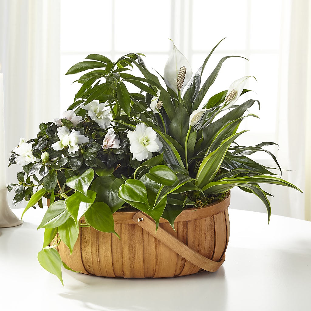 Serene Dishgarden – ANDREW'S FLOWERS, Beaverton OR