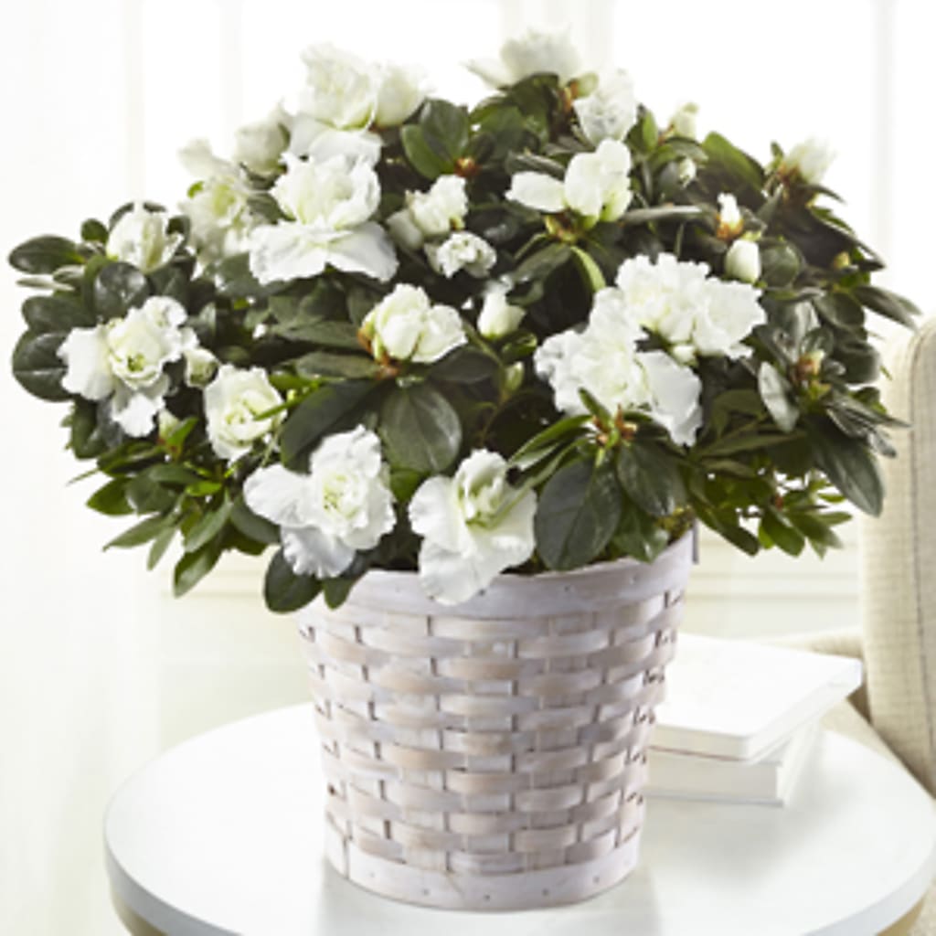 White Azalea Plant – ANDREW'S FLOWERS, Beaverton OR