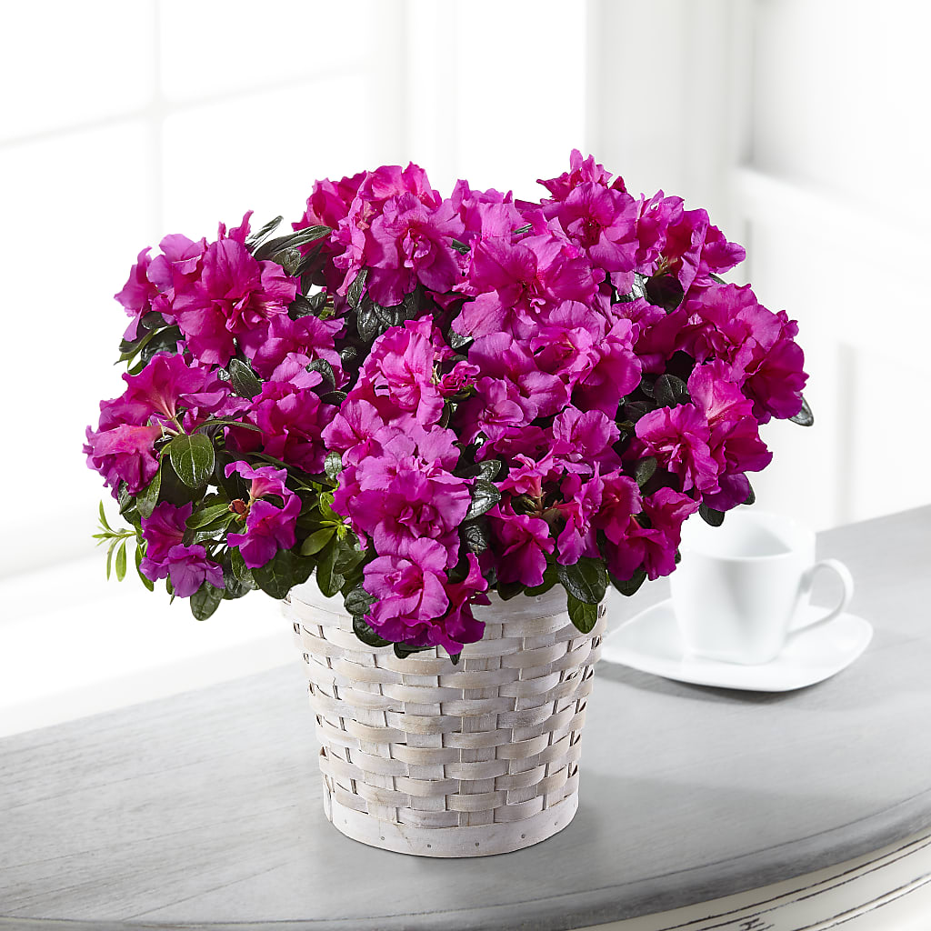 Hope & Serenity Azalea Plant – ANDREW'S FLOWERS, Beaverton OR