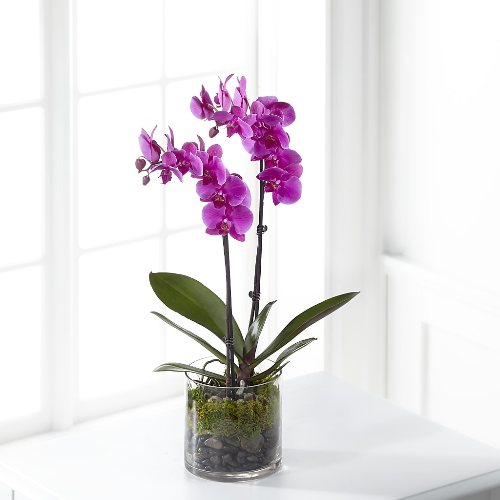 Pink Orchid Plant – ANDREW'S FLOWERS, Beaverton OR