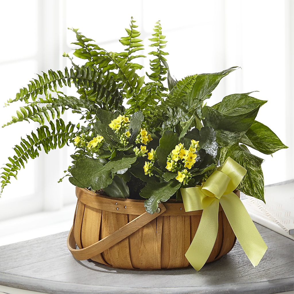 Always Dear Dishgarden – ANDREW'S FLOWERS, Beaverton OR