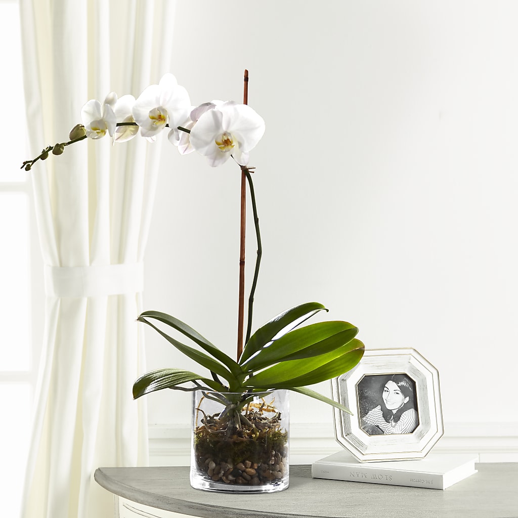 White Orchid Planter – ANDREW'S FLOWERS, Beaverton OR