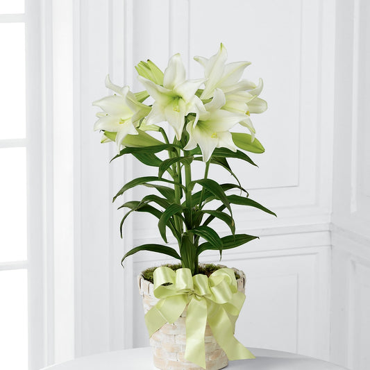 Easter Lily Plant – ANDREW'S FLOWERS, Beaverton OR