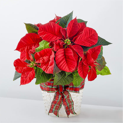 Happiest Holidays Poinsettia – ANDREW'S FLOWERS, Beaverton OR