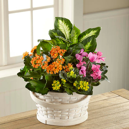 Color Crush Dishgarden – ANDREW'S FLOWERS, Beaverton OR