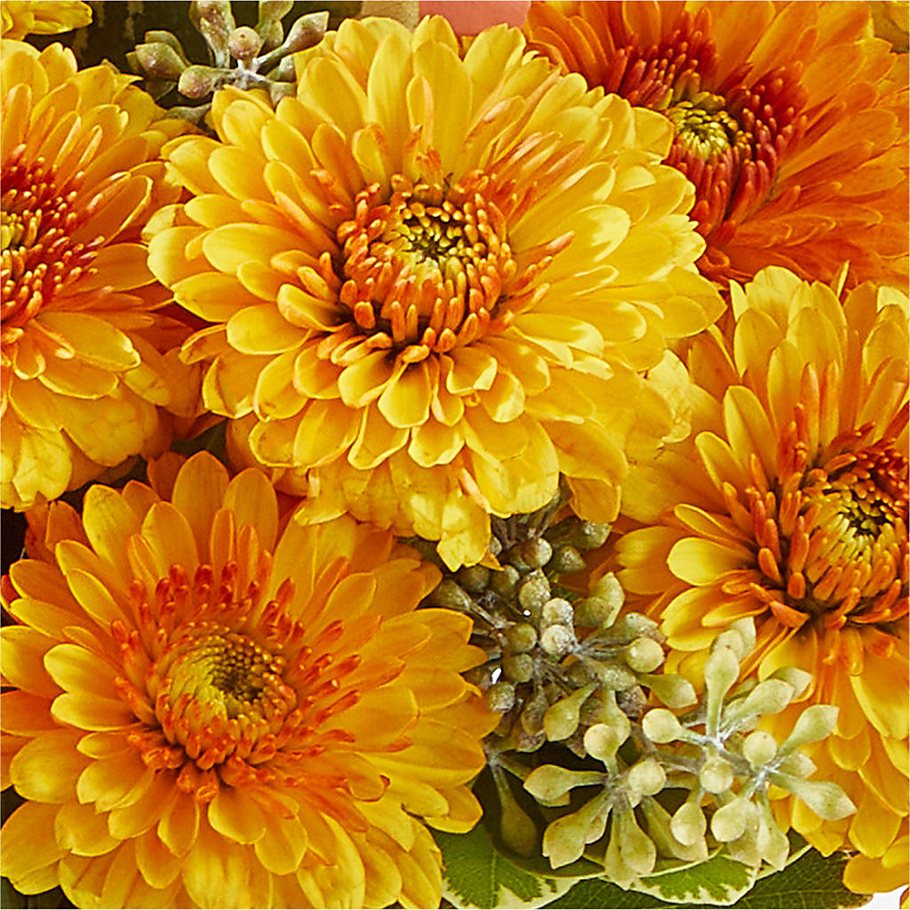 Peachy Pumpkin – ANDREW'S FLOWERS, Beaverton OR