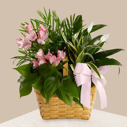 Living Spirit Dishgarden – ANDREW'S FLOWERS, Beaverton OR