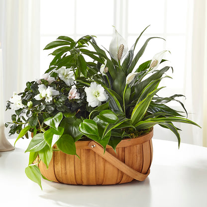 Serene Dishgarden – ANDREW'S FLOWERS, Beaverton OR