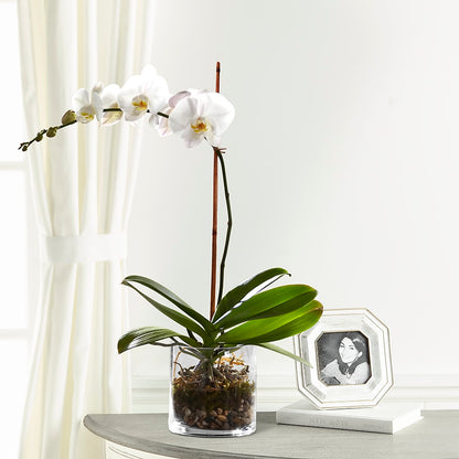 White Orchid Planter – ANDREW'S FLOWERS, Beaverton OR