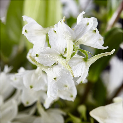 Classic Ivory – A Florist Original – ANDREW'S FLOWERS, Beaverton OR